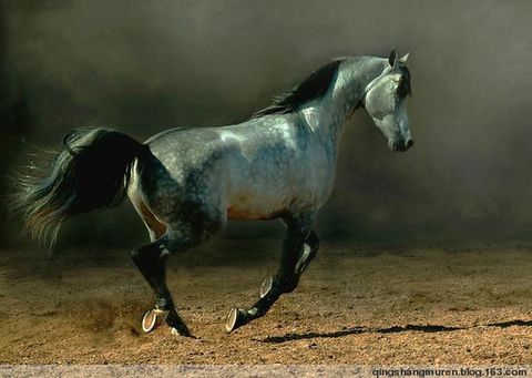 今名菊花青马〖piebaldhorse〗古代名马中有碧骢驹,玉骢马,玉花骢等.