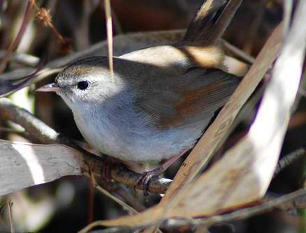 宽尾树莺 (其他生物相关)