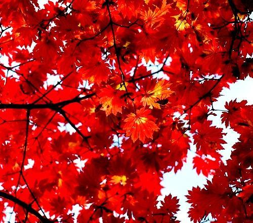 日本红枫(植物)