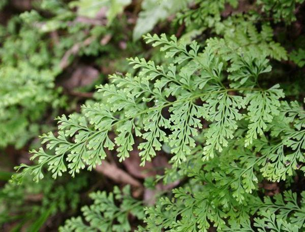 乌柄碗蕨 (植物)