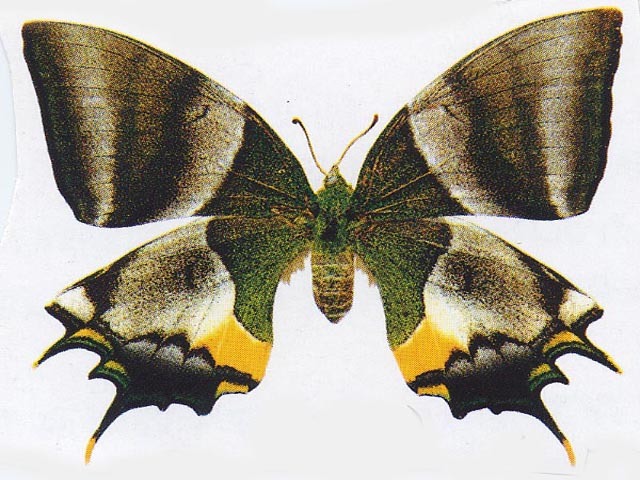 喙凤蝶(动物)_技点科普_技点网(动物)