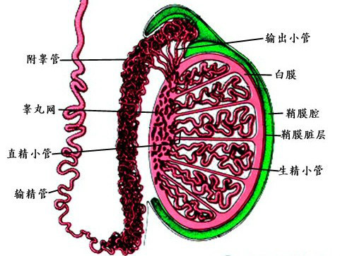 输精管有几条图片