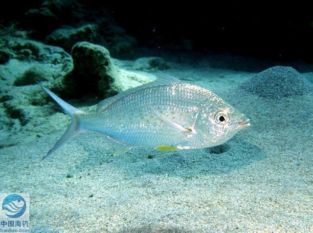 银鲈(动物)银鲈,是一种生活在热带海洋里的象鲈鱼一样的中小型食用鱼.