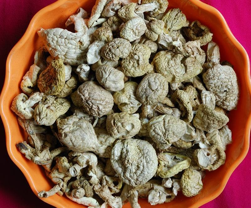 白桩菇其他生物相关