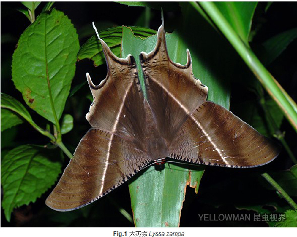 燕蛾大部产于热带和亚热带.