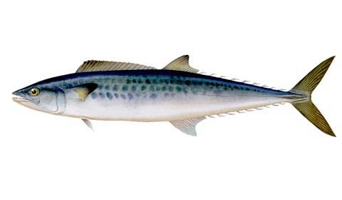 马蛟鱼其他生物相关