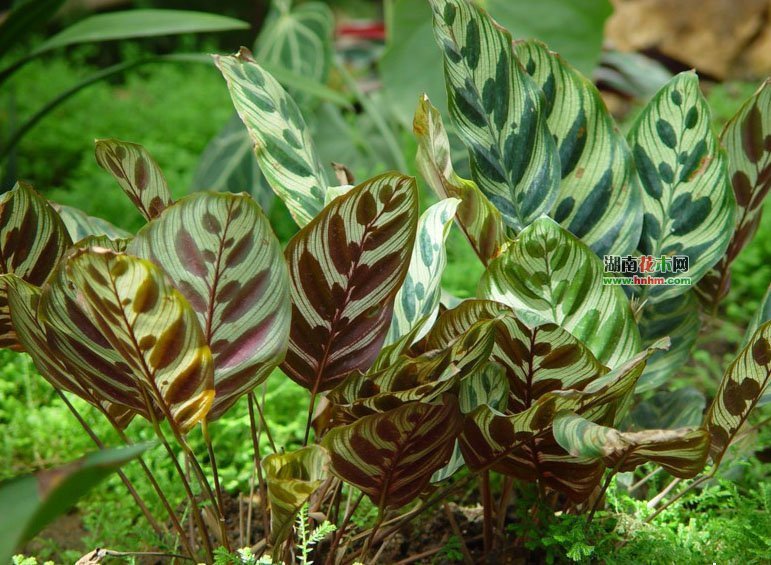 竹芋科(植物)竹芋科是单子叶植物姜目的一科.