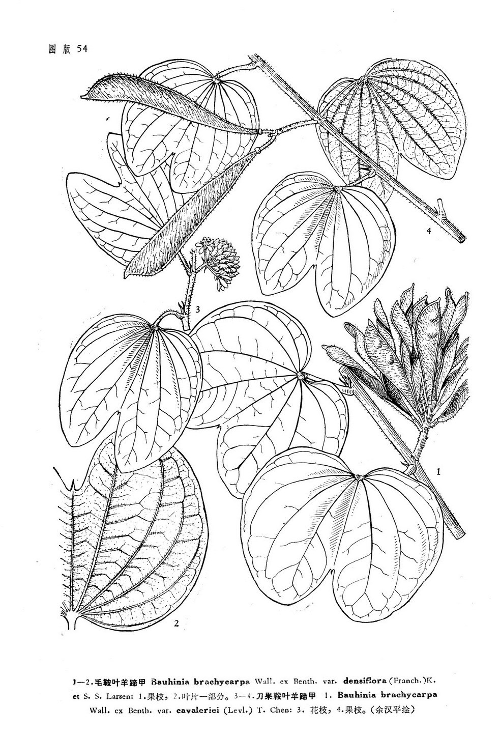 刀果鞍叶羊蹄甲 (其他生物相关)