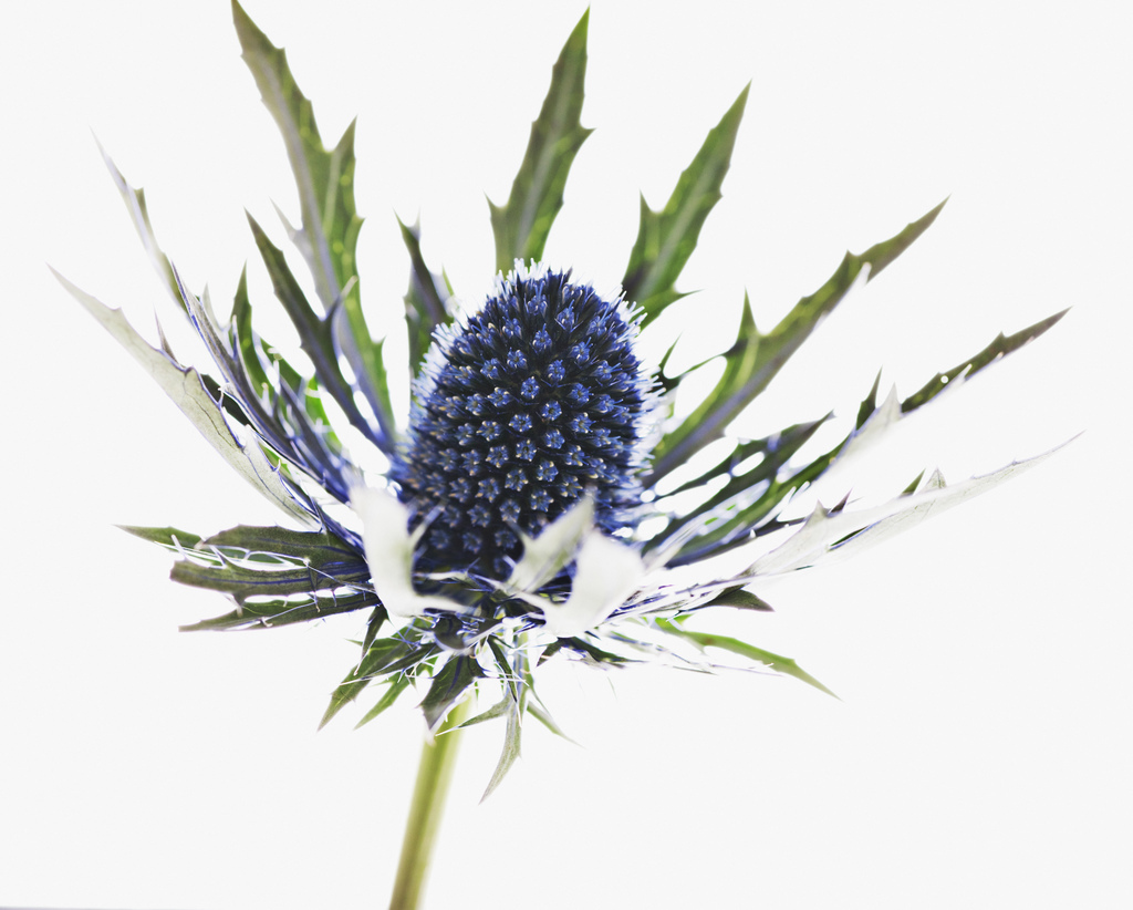 蓟属(植物)_技点百科