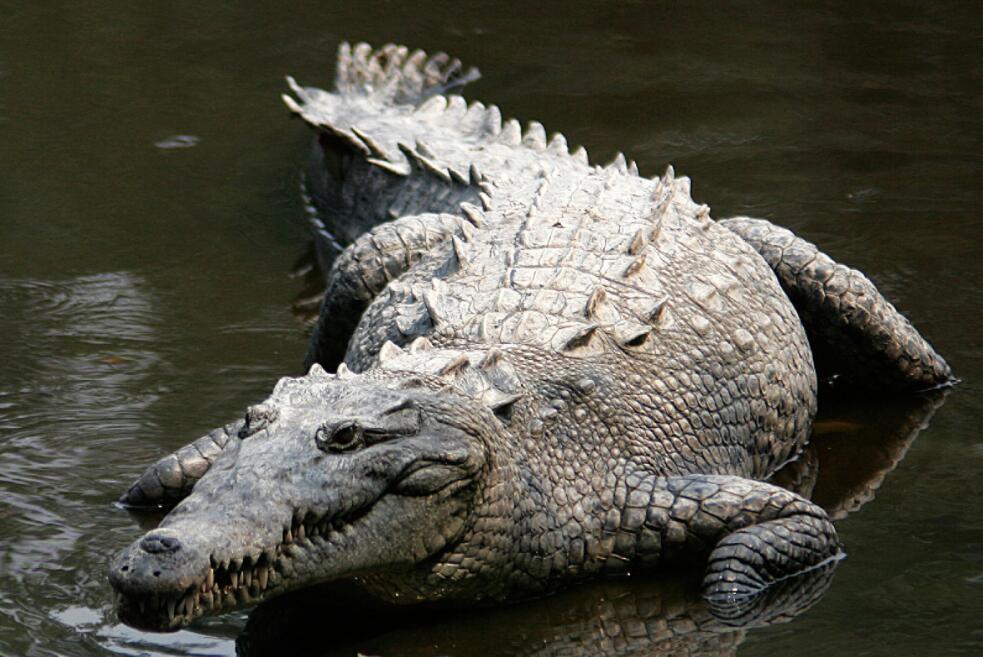 美洲鳄 (动物)