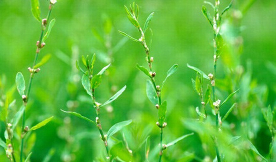 百节草中医学与中药学