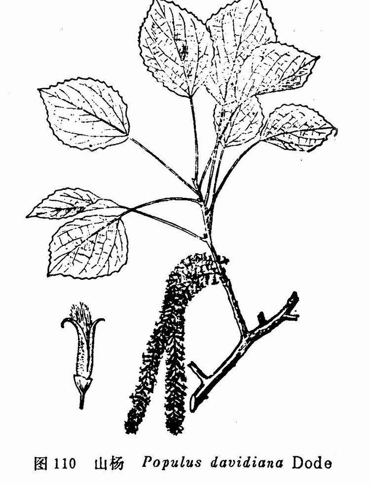 葉子接近圓形,具有波浪狀鈍齒;早春先葉開花,雌雄異株,柔荑花序下垂