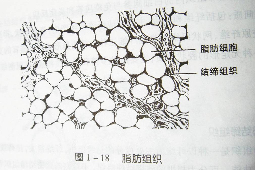 脂肪组织(分子生物学)_技点事件_技点网(分子生物学)