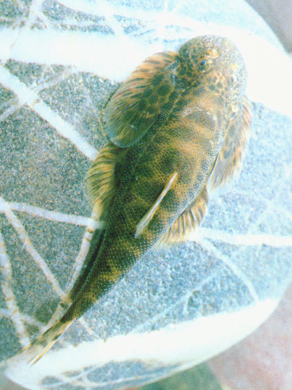 四川常见淡水鱼图片