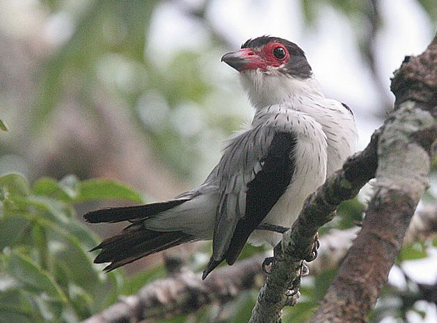 黑尾蒂泰霸鹟 (动物)