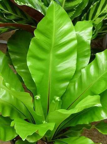 耐寒植物 (植物)