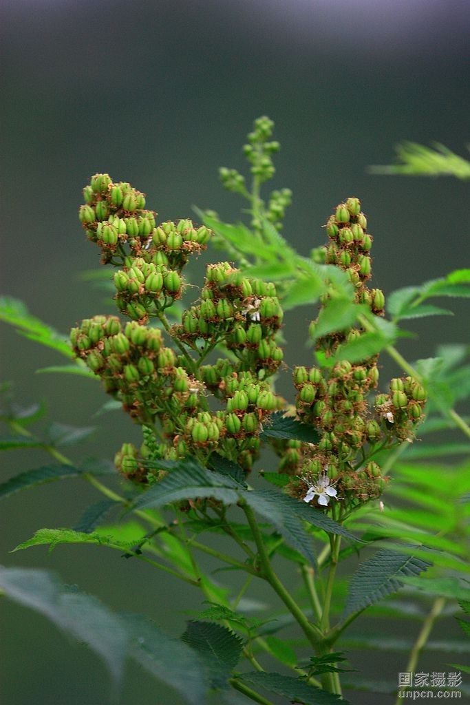 桐柏山野菜珍珠花图片