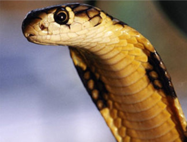 鼠蛇(动物)鼠蛇英文名:ratsnake游蛇科(colubridae)锦蛇属(elaphe)