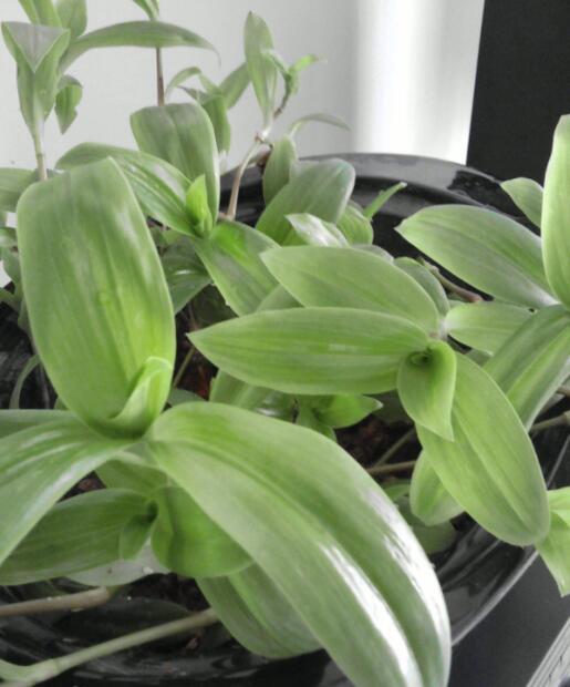 大叶吊兰(植物)