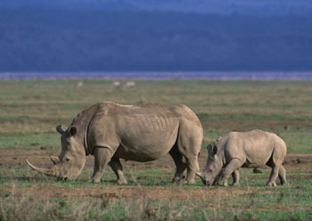 非洲黑犀牛(其他生物学相关)黑犀牛(blackrhino)等五种犀牛(包括白