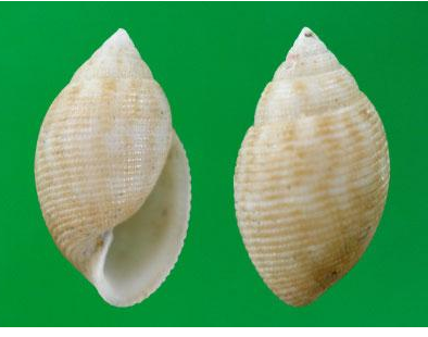 肥胖斑捻螺动物