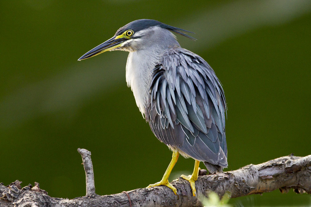 绿鹭澳西北亚种 (其他生物学相关)