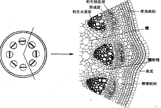 叶原基(其他人物相关)叶原基发生于茎尖生长锥的侧