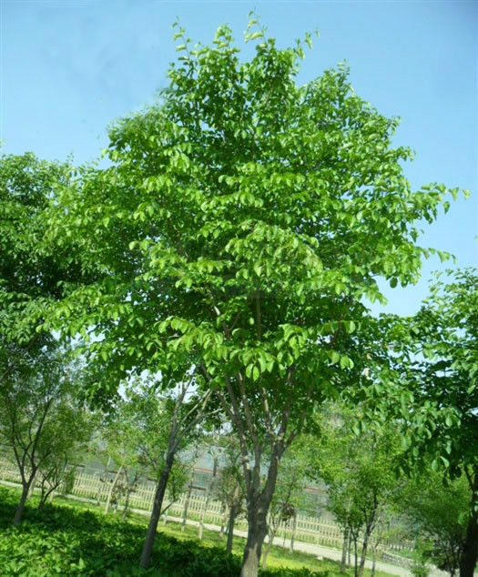 大果榆植物