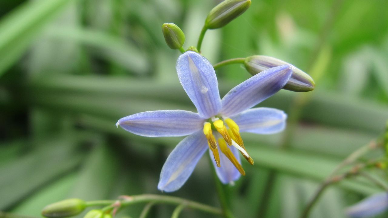 桔梗兰(植物)_技点知识_技点网(植物)