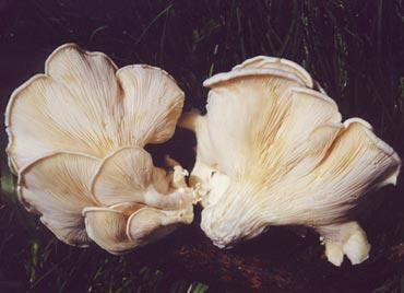 粉褶侧耳(菌物)