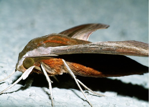 刺槐天蛾(动物)_技点模型