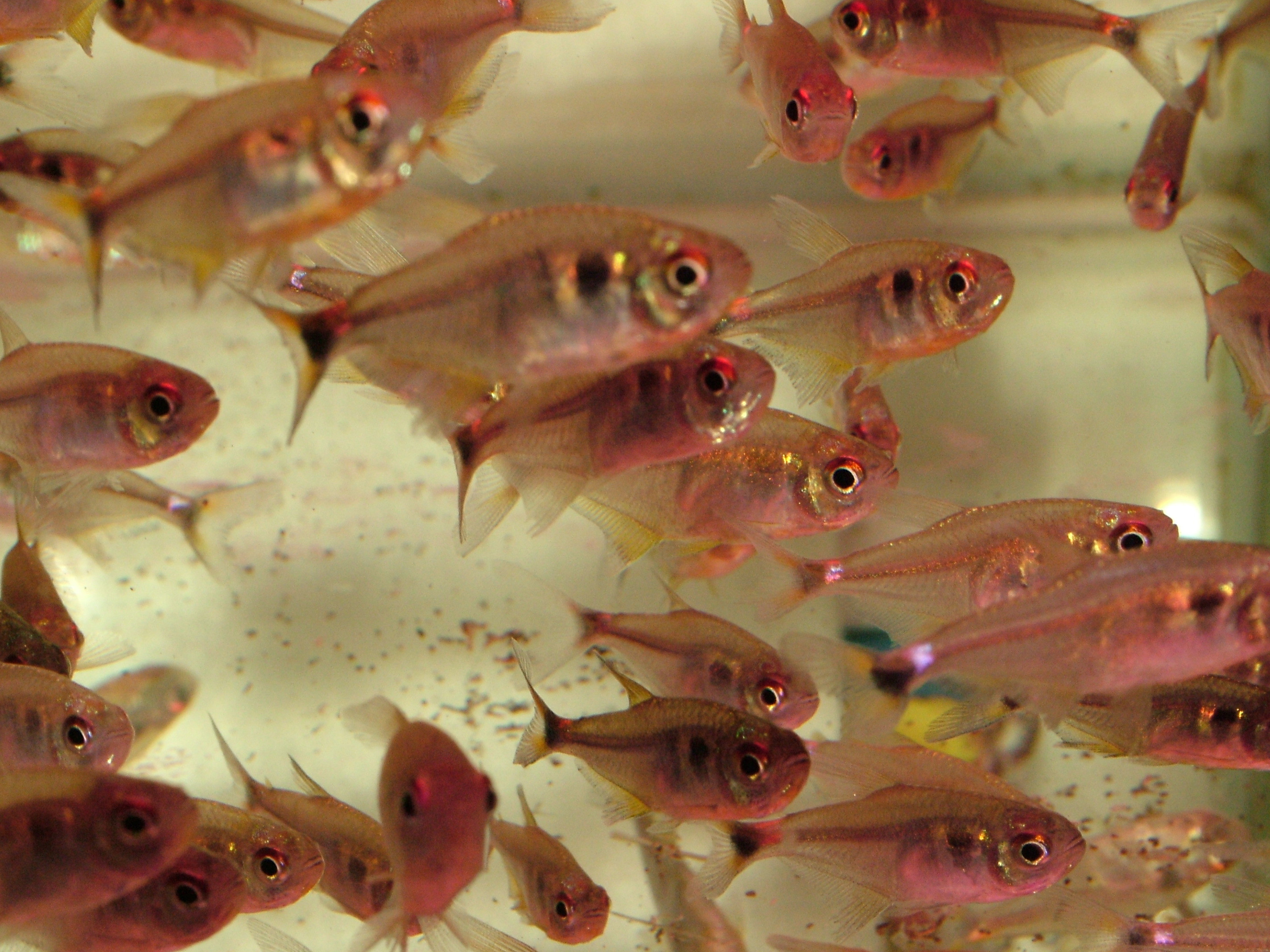 YG水族红灯管鱼玻璃霓虹灯热带透明红色小型草缸热带群游鲜活小鱼-淘宝网