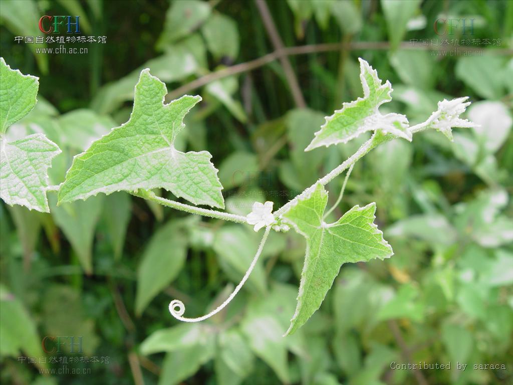 帽儿瓜(植物)帽儿瓜是属于葫芦科的一种分布于云南