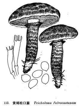黄褐松口蘑(其他生物相关)