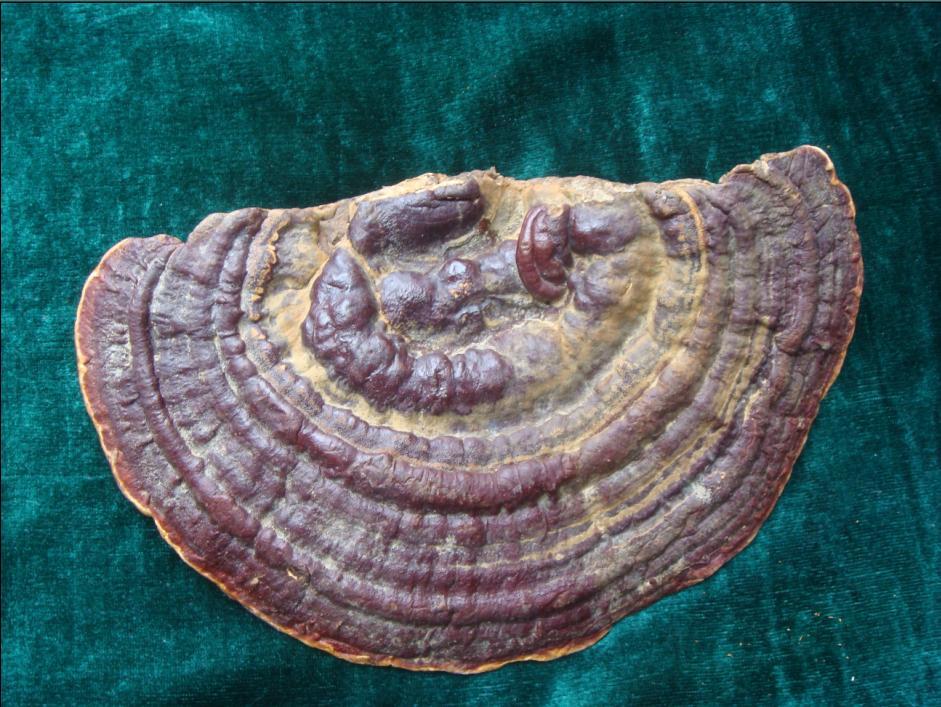 海南灵芝 (菌物)