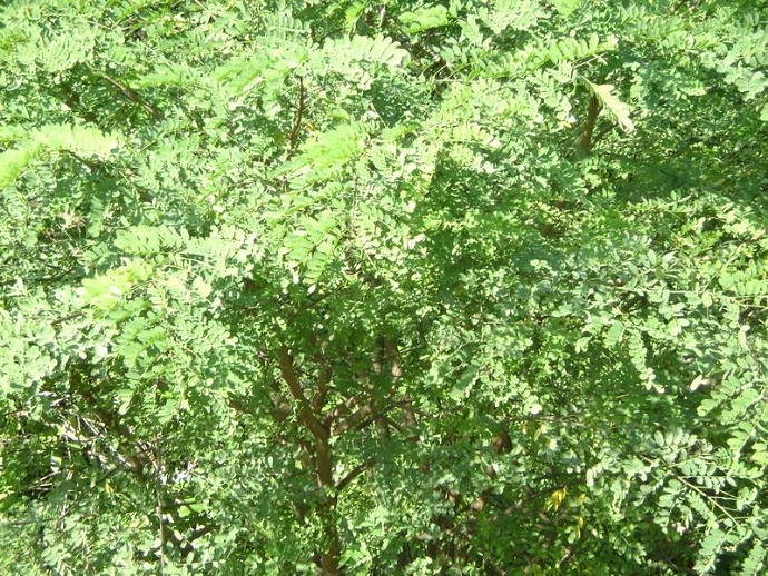 黄檀属(植物)_时光轴_技点百科