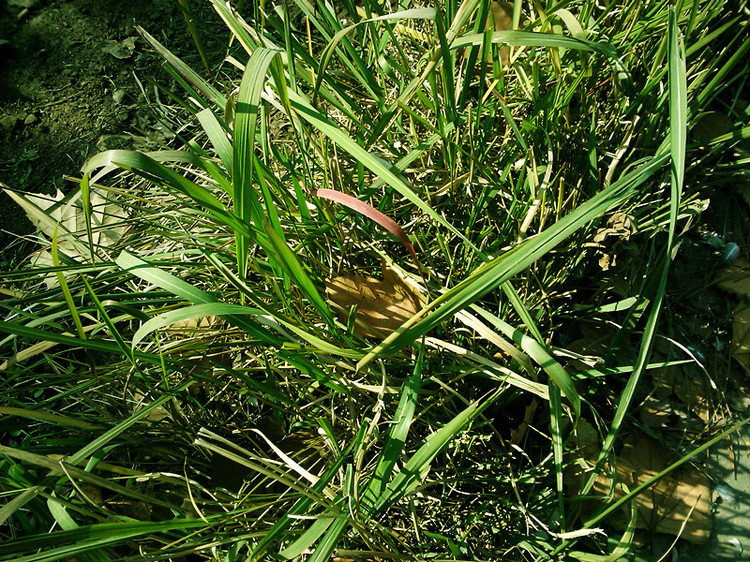 剌孩草(植物)