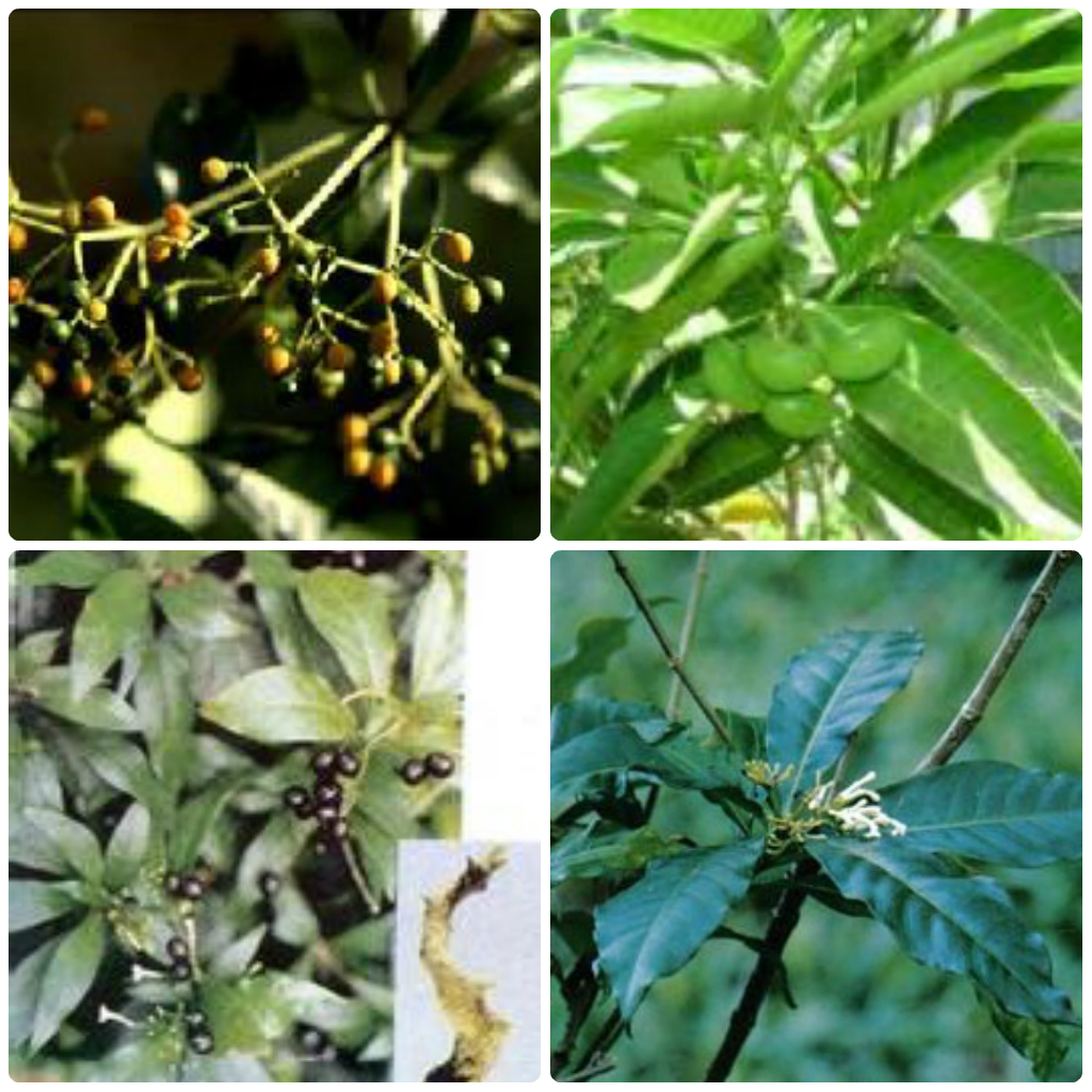 倒披针叶萝芙木(植物)_技点百科_技点网(植物)