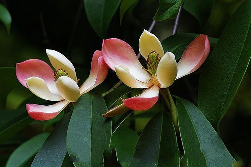 红花木莲(植物)