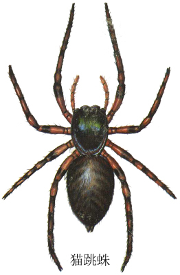 猫跳蛛(其他生物相关)
