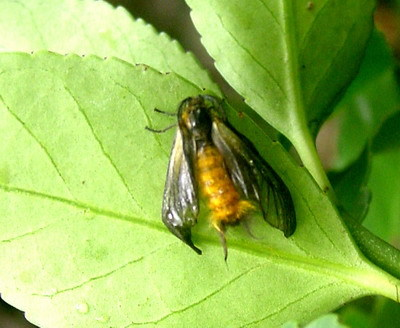 金边黄杨斑蛾 (其他生物相关)