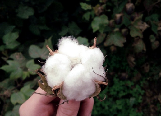 银瑞362分子生物学