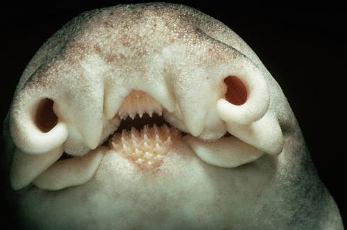 澳大利亚虎鲨动物