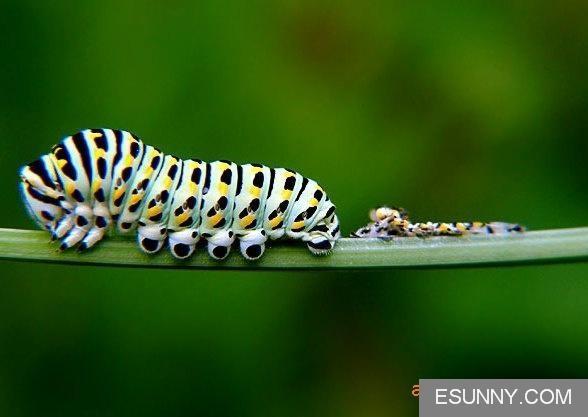 茴香虫(其他生物相关)