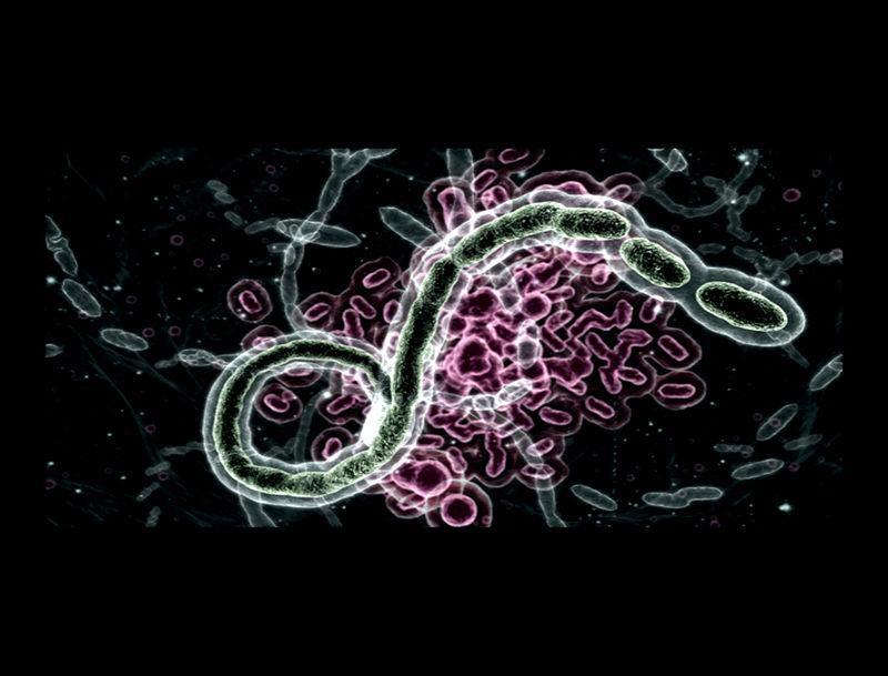 维罗妮卡病毒 (《生化危机》系列游戏 人造病毒)