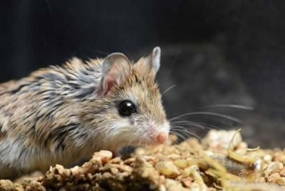 食蝗鼠(動物)