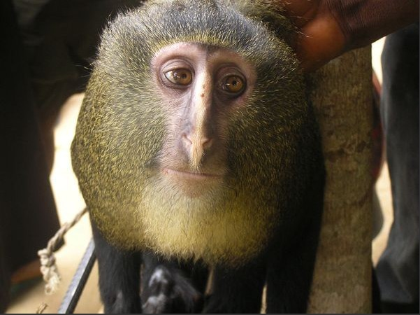 洛马米长尾猴图片