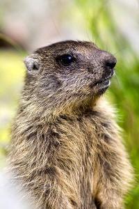 斯氏高山鼠(动物)_技点百科