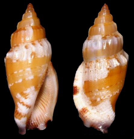 威尔森凤凰螺(动物)威尔森凤凰螺是一种中腹足目,凤凰螺科类生物.
