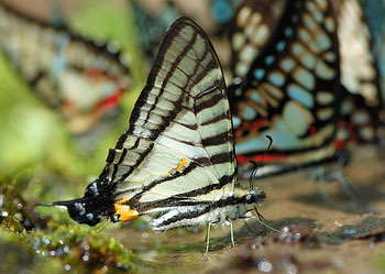 铁木剑凤蝶(动物)